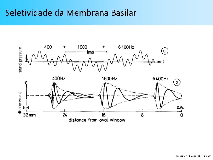 Seletividade da Membrana Basilar EPUSP - Guido Stolfi 18 / 67 