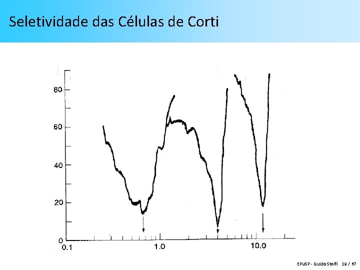 Seletividade das Células de Corti EPUSP - Guido Stolfi 19 / 67 