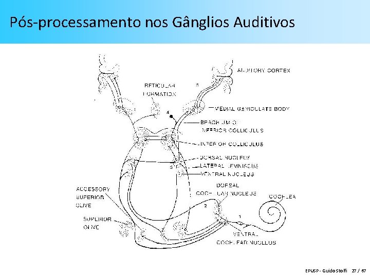 Pós-processamento nos Gânglios Auditivos EPUSP - Guido Stolfi 27 / 67 