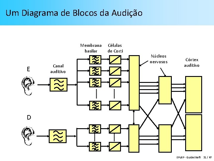 Um Diagrama de Blocos da Audição Membrana basilar E Canal auditivo Células de Corti