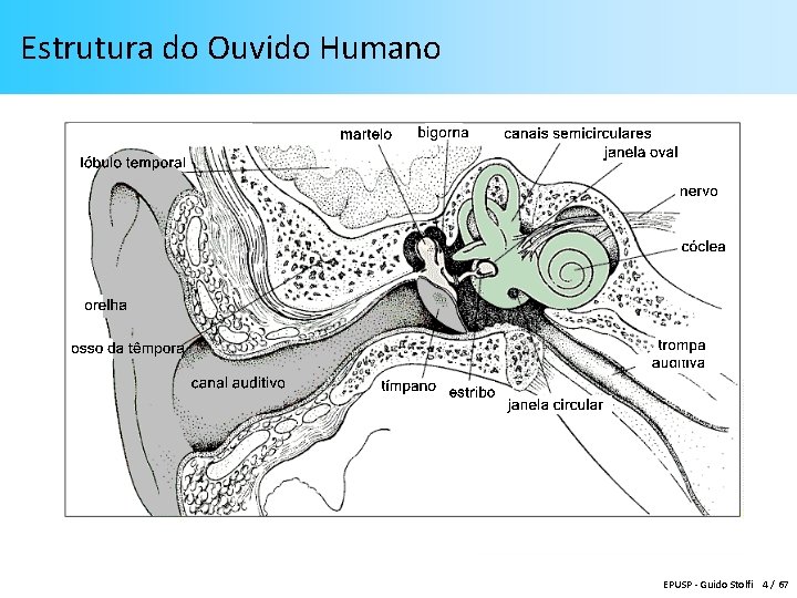 Estrutura do Ouvido Humano EPUSP - Guido Stolfi 4 / 67 