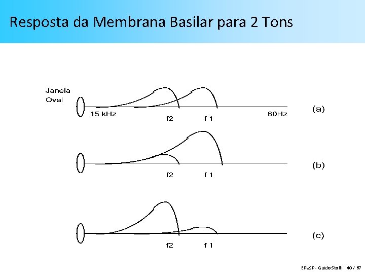 Resposta da Membrana Basilar para 2 Tons EPUSP - Guido Stolfi 40 / 67