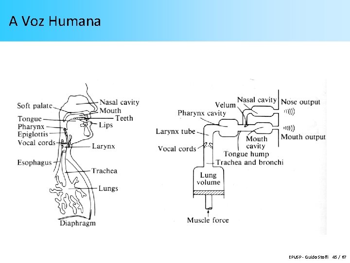 A Voz Humana EPUSP - Guido Stolfi 45 / 67 