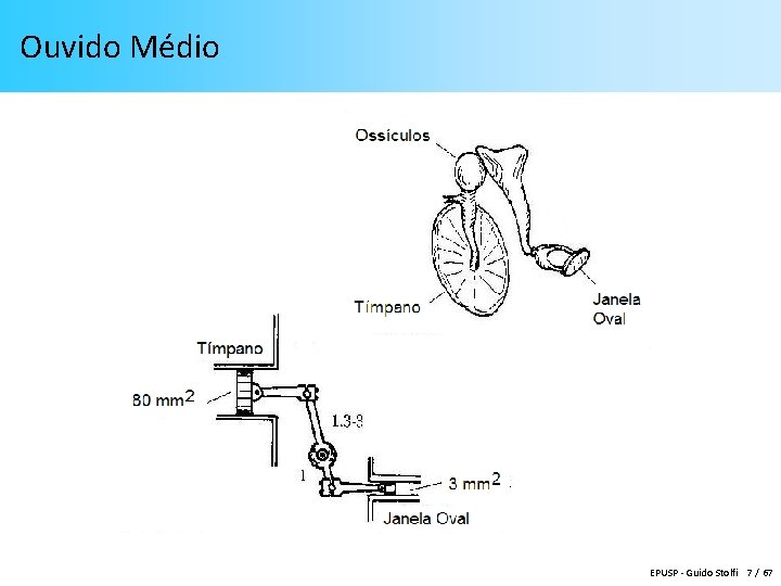 Ouvido Médio EPUSP - Guido Stolfi 7 / 67 