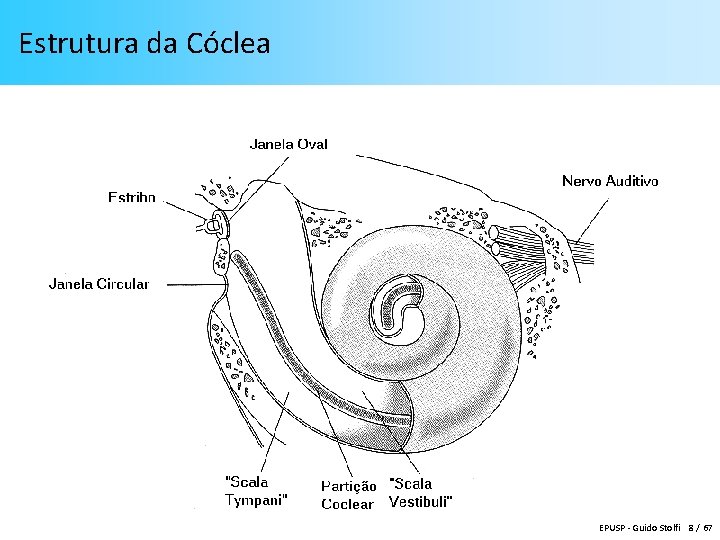 Estrutura da Cóclea EPUSP - Guido Stolfi 8 / 67 