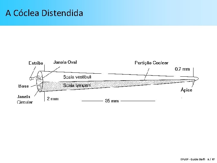 A Cóclea Distendida EPUSP - Guido Stolfi 9 / 67 