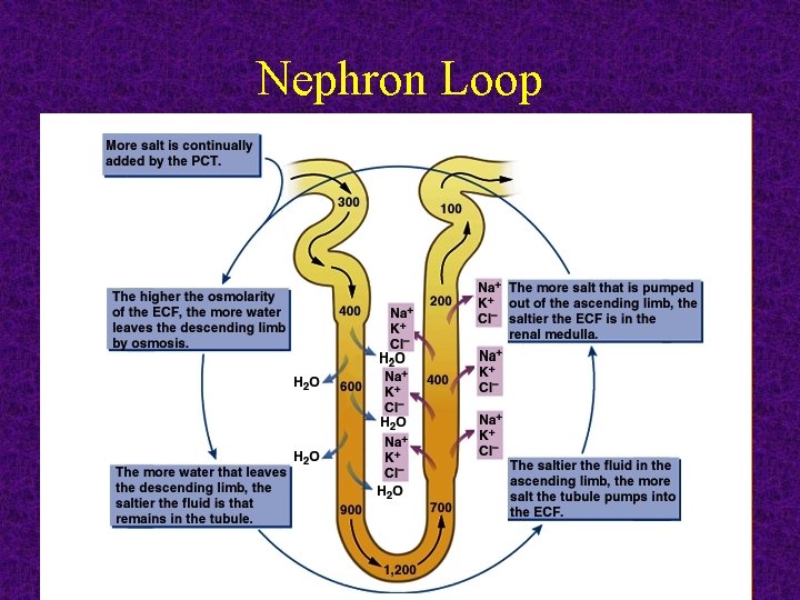 Urinary system Lab 7 Announcements Urinary system Lab