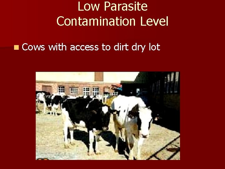 Low Parasite Contamination Level n Cows with access to dirt dry lot Low Parasite Contamination Level n Cows with access to dirt dry lot