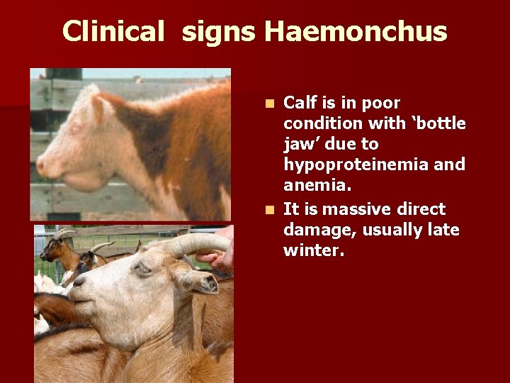Clinical signs Haemonchus Calf is in poor condition with ‘bottle jaw’ due to hypoproteinemia Clinical signs Haemonchus Calf is in poor condition with ‘bottle jaw’ due to hypoproteinemia