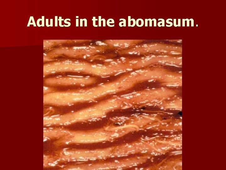 Adults in the abomasum. Adults in the abomasum.