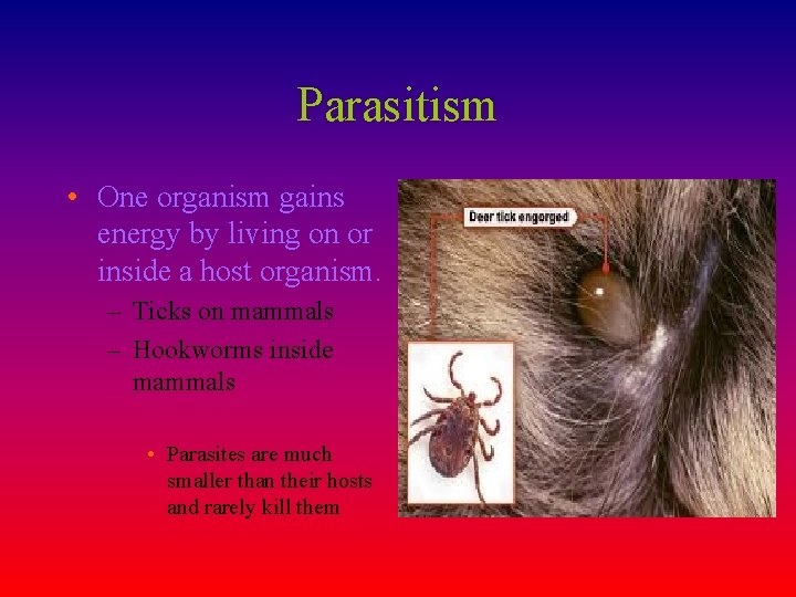 Parasitism • One organism gains • energy by living on or inside a host