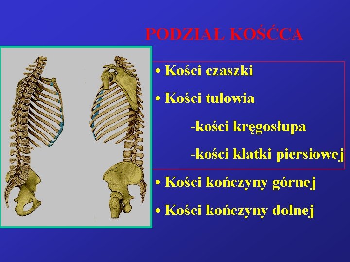 PODZIAŁ KOŚĆCA • Kości czaszki • Kości tułowia -kości kręgosłupa -kości klatki piersiowej •