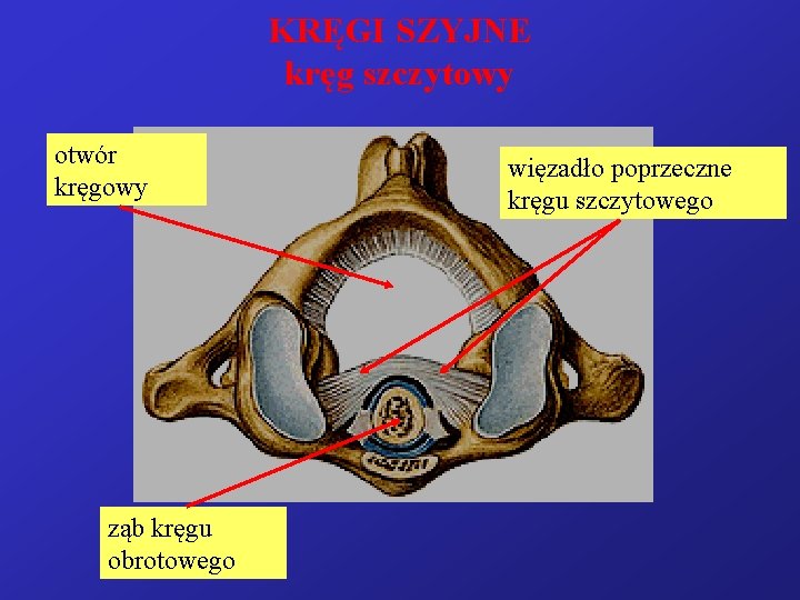 KRĘGI SZYJNE kręg szczytowy otwór kręgowy ząb kręgu obrotowego więzadło poprzeczne kręgu szczytowego 