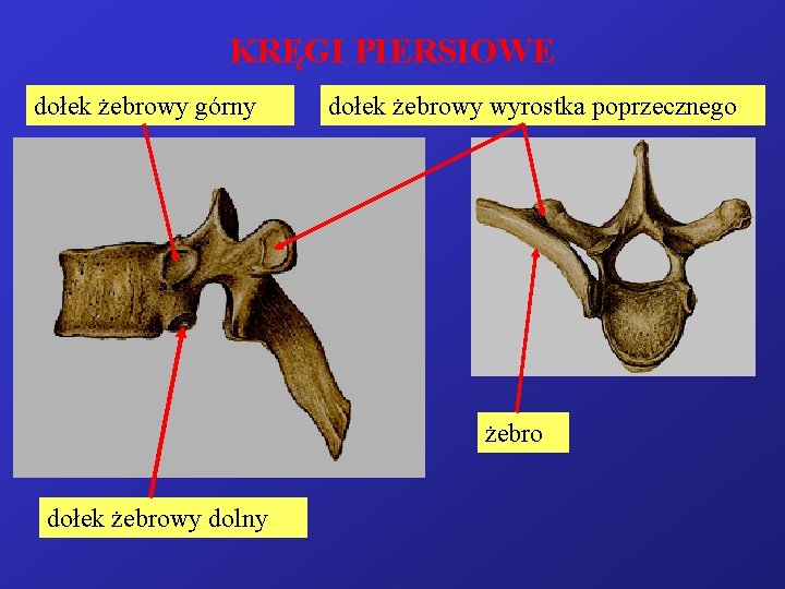 KRĘGI PIERSIOWE dołek żebrowy górny dołek żebrowy wyrostka poprzecznego żebro dołek żebrowy dolny 