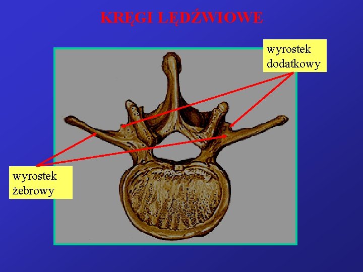 KRĘGI LĘDŹWIOWE wyrostek dodatkowy wyrostek żebrowy 