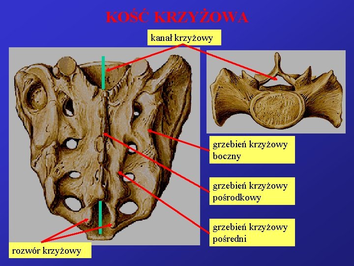 KOŚĆ KRZYŻOWA kanał krzyżowy grzebień krzyżowy boczny grzebień krzyżowy pośrodkowy grzebień krzyżowy pośredni rozwór