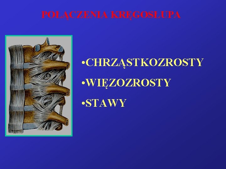 POŁĄCZENIA KRĘGOSŁUPA • CHRZĄSTKOZROSTY • WIĘZOZROSTY • STAWY 