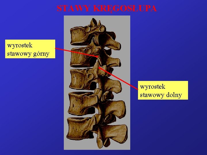 STAWY KRĘGOSŁUPA wyrostek stawowy górny wyrostek stawowy dolny 