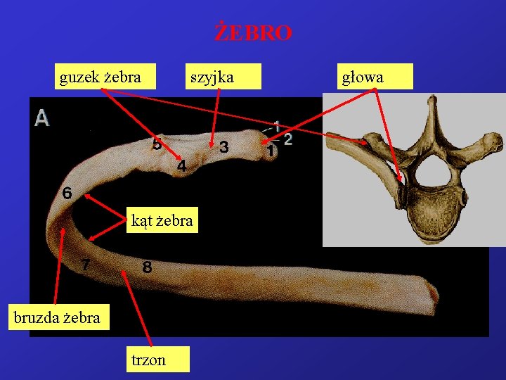 ŻEBRO guzek żebra szyjka kąt żebra bruzda żebra trzon głowa 