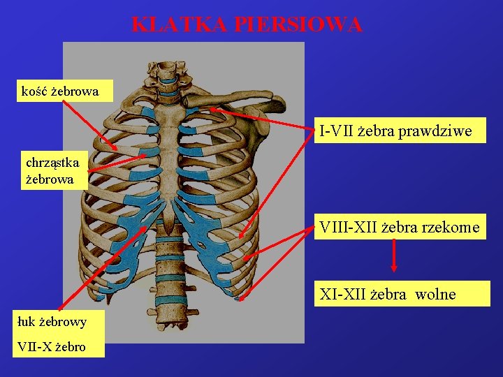 KLATKA PIERSIOWA kość żebrowa I-VII żebra prawdziwe chrząstka żebrowa VIII-XII żebra rzekome XI-XII żebra