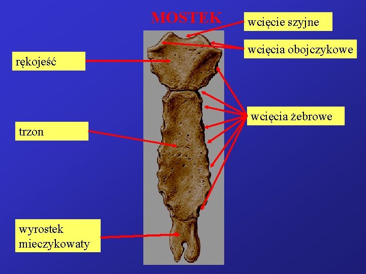 MOSTEK rękojeść wcięcie szyjne wcięcia obojczykowe wcięcia żebrowe trzon wyrostek mieczykowaty 