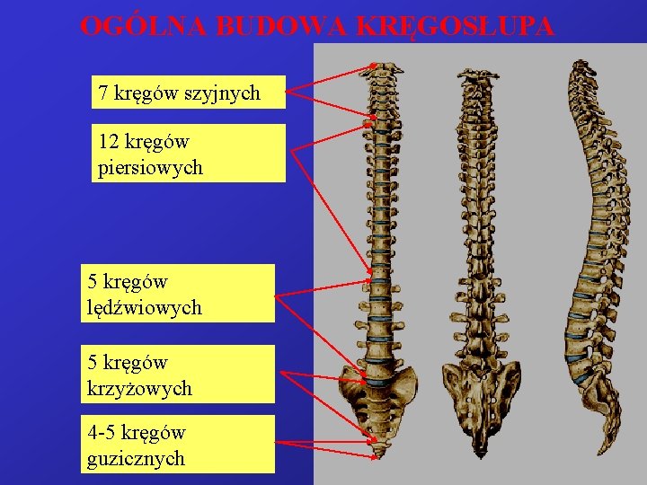 OGÓLNA BUDOWA KRĘGOSŁUPA 7 kręgów szyjnych 12 kręgów piersiowych 5 kręgów lędźwiowych 5 kręgów