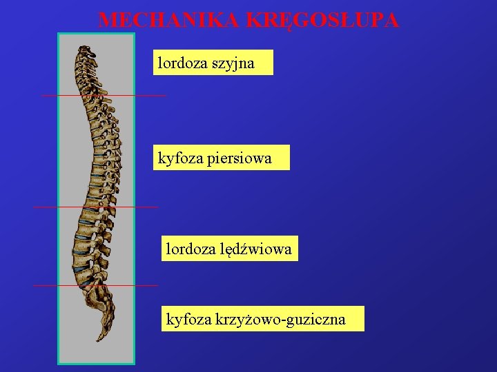 MECHANIKA KRĘGOSŁUPA lordoza szyjna kyfoza piersiowa lordoza lędźwiowa kyfoza krzyżowo-guziczna 