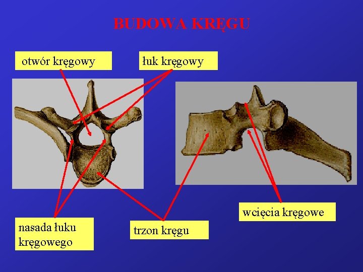BUDOWA KRĘGU otwór kręgowy łuk kręgowy wcięcia kręgowe nasada łuku kręgowego trzon kręgu 