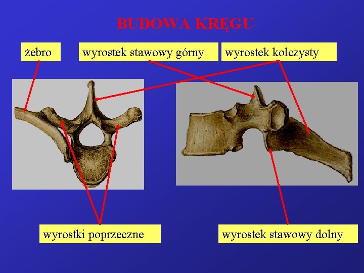 BUDOWA KRĘGU żebro wyrostek stawowy górny wyrostki poprzeczne wyrostek kolczysty wyrostek stawowy dolny 