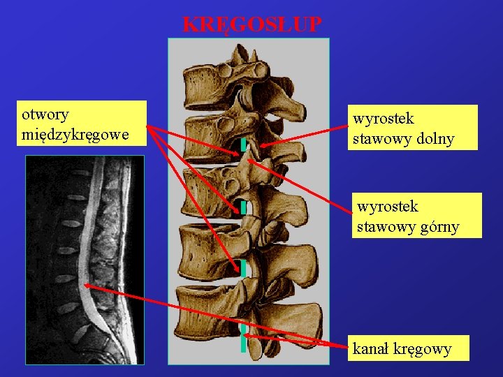KRĘGOSŁUP otwory międzykręgowe wyrostek stawowy dolny wyrostek stawowy górny kanał kręgowy 