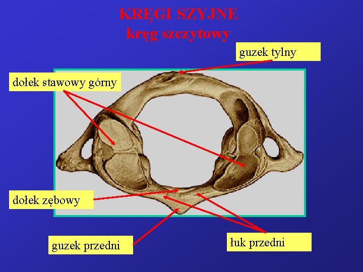 KRĘGI SZYJNE kręg szczytowy guzek tylny dołek stawowy górny dołek zębowy guzek przedni łuk