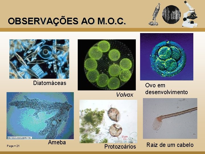 OBSERVAÇÕES AO M. O. C. Diatomáceas Volvox Page 21 Ameba Protozoários Ovo em desenvolvimento