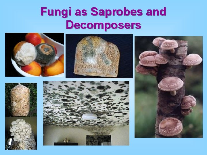 Fungi as Saprobes and Decomposers 