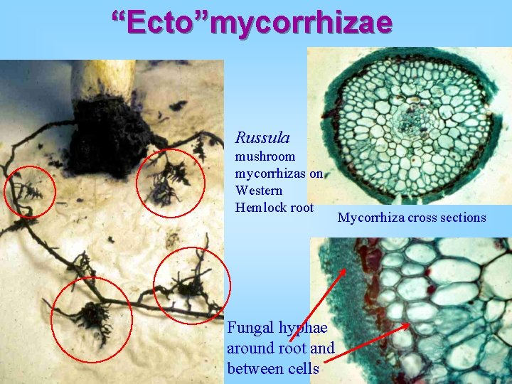 “Ecto”mycorrhizae Russula mushroom mycorrhizas on Western Hemlock root Fungal hyphae around root and between