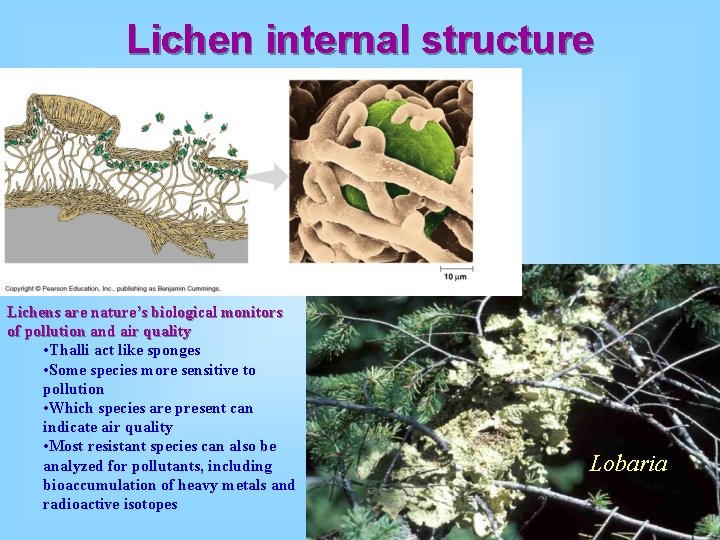 Lichen internal structure Lichens are nature’s biological monitors of pollution and air quality •