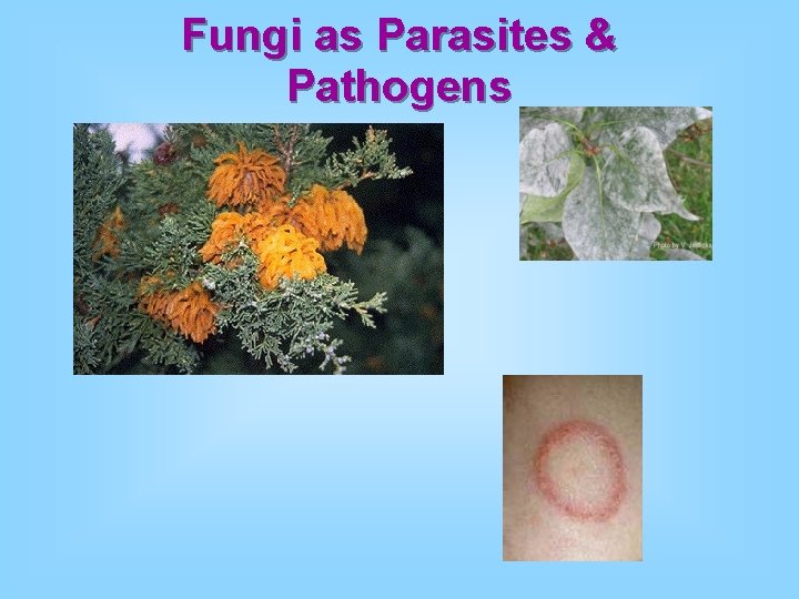 Fungi as Parasites & Pathogens 