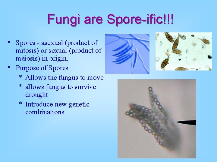 Fungi are Spore-ific!!! • • Spores - asexual (product of mitosis) or sexual (product