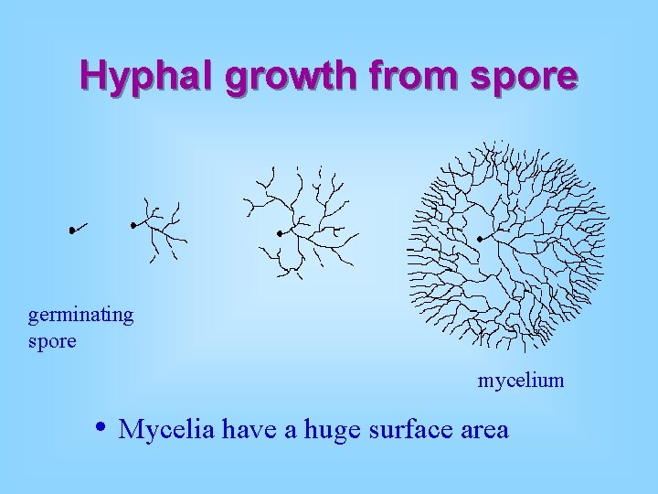 Hyphal growth from spore germinating spore mycelium • Mycelia have a huge surface area