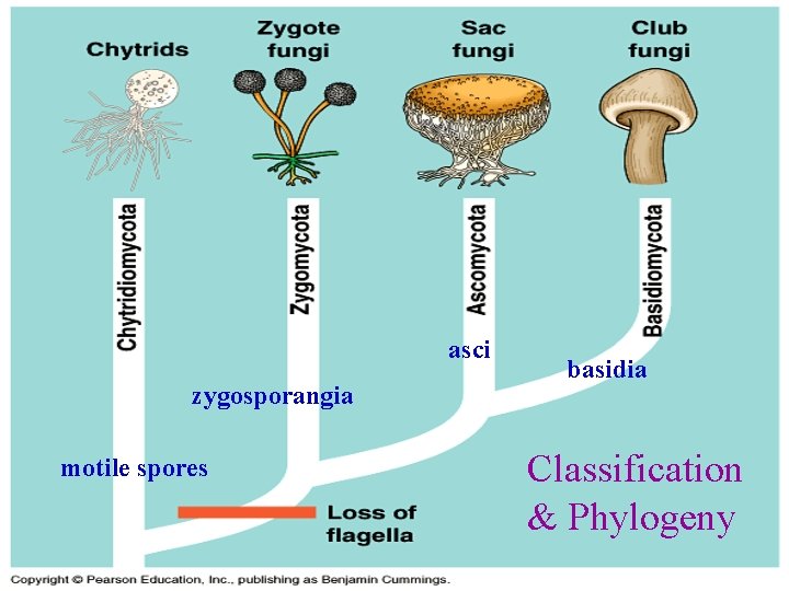 asci zygosporangia motile spores basidia Classification & Phylogeny 