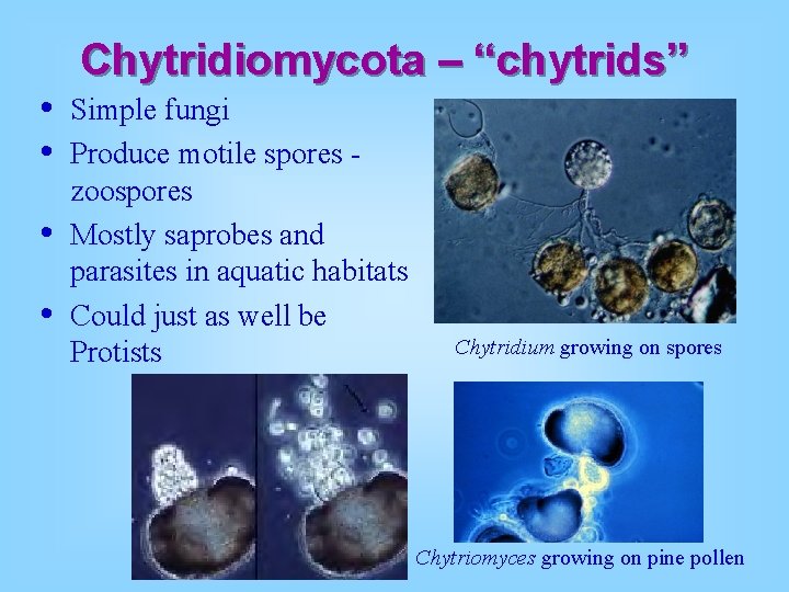 • • Chytridiomycota – “chytrids” Simple fungi Produce motile spores zoospores Mostly saprobes • • Chytridiomycota – “chytrids” Simple fungi Produce motile spores zoospores Mostly saprobes