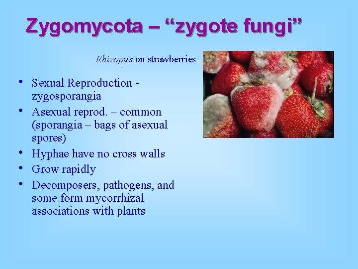 Zygomycota – “zygote fungi” Rhizopus on strawberries • • • Sexual Reproduction zygosporangia Asexual