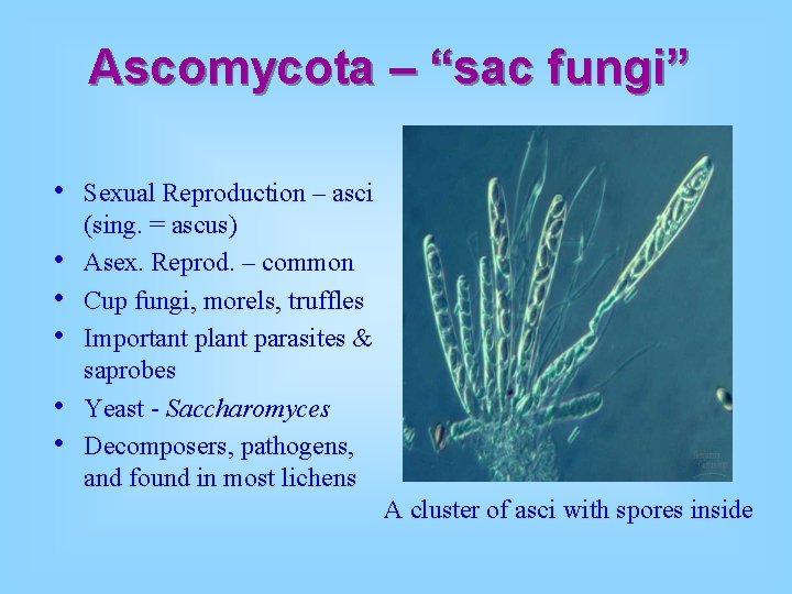 Ascomycota – “sac fungi” • • • Sexual Reproduction – asci (sing. = ascus)