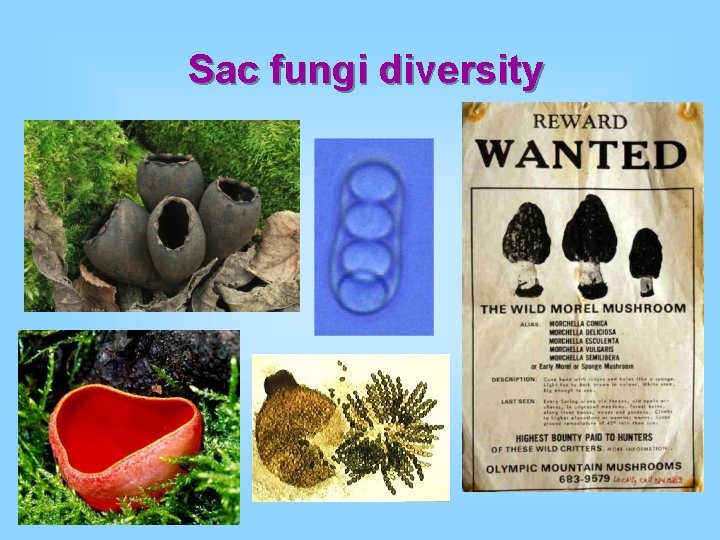 Sac fungi diversity Sac fungi diversity