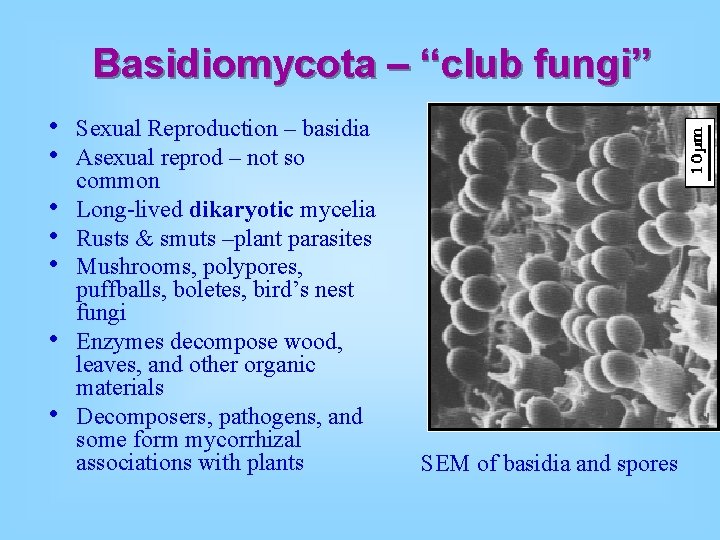 Basidiomycota – “club fungi” • • Sexual Reproduction – basidia Asexual reprod – not