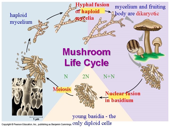 Hyphal fusion mycelium and fruiting of haploid body are dikaryotic mycelia haploid mycelium Mushroom Hyphal fusion mycelium and fruiting of haploid body are dikaryotic mycelia haploid mycelium Mushroom