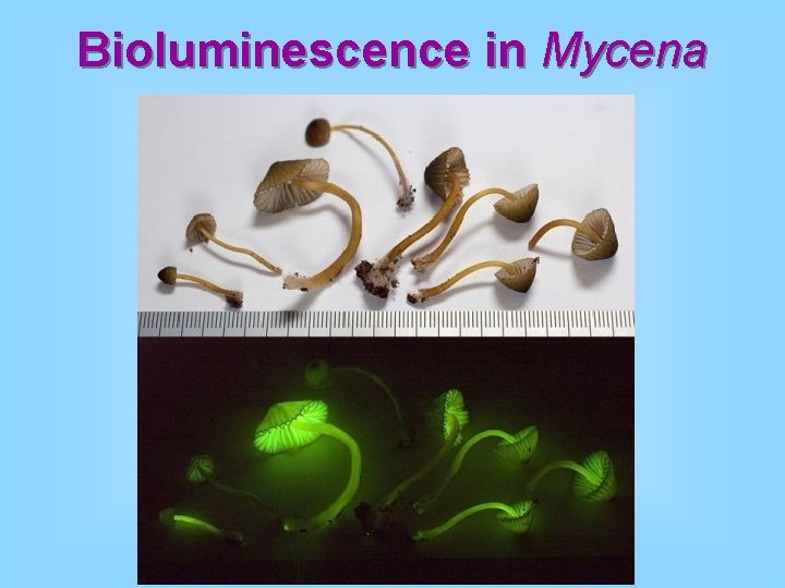 Bioluminescence in Mycena 