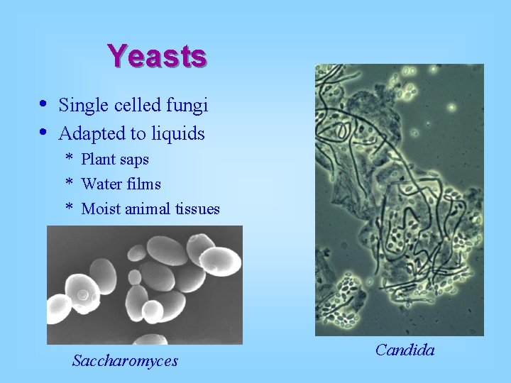 Yeasts • • Single celled fungi Adapted to liquids * Plant saps * Water