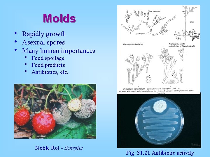 Molds • • • Rapidly growth Asexual spores Many human importances * Food spoilage