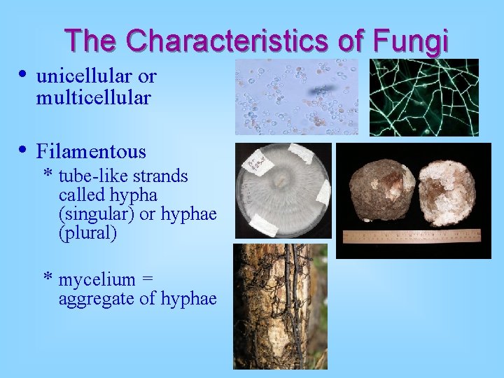 The Characteristics of Fungi • unicellular or multicellular • Filamentous * tube-like strands called