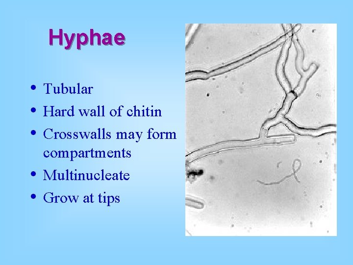 Hyphae • • • Tubular Hard wall of chitin Crosswalls may form compartments Multinucleate
